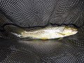Kettle Trout 8